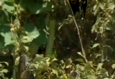 Το κολοκύθι-μαμούθ!