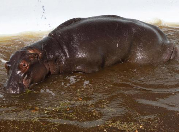 Πέθανε ο ιπποπόταμος Σόλι