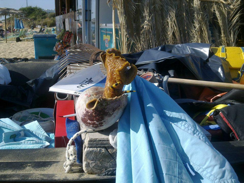 Γιγαντιαίο θαλάσσιο σαλιγκάρι