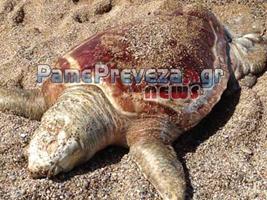 Νεκρή χελώνα σε παραλία