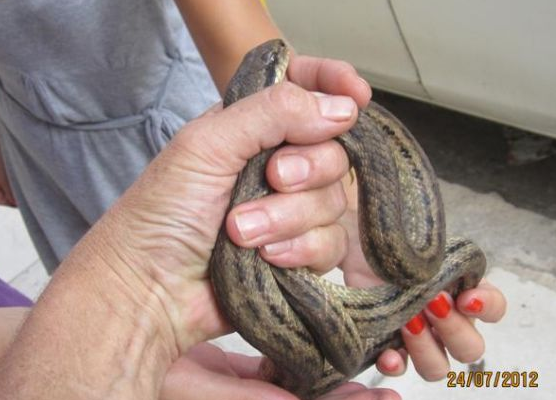 Τα φίδια της Αθήνας!