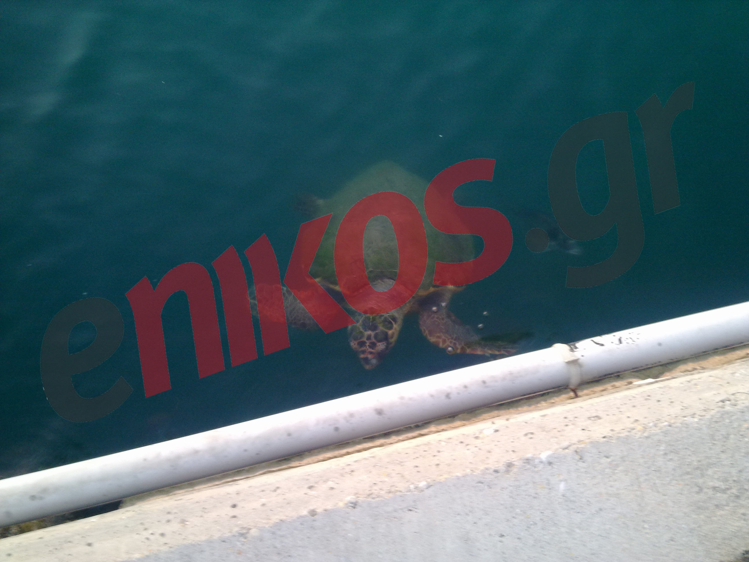 Χελώνα στο Φλοίσβο