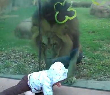 Το μωρό και το… λεοντάρι