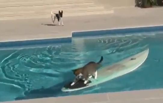 Αυτή η γάτα είναι… cool!