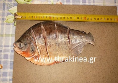 Και 2ο πιράνχας στον Έβρο