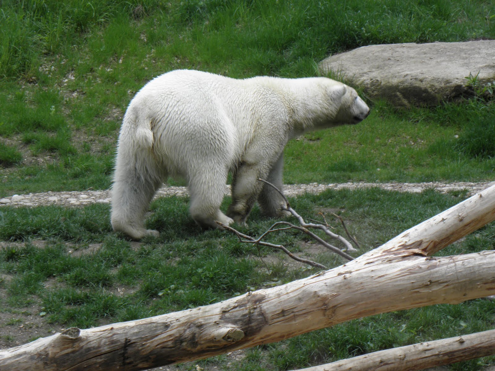 Πέθανε πολική αρκούδα από ιό