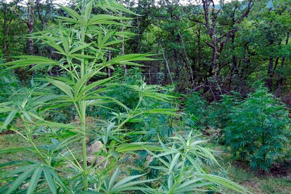 Άλσος… κάνναβης