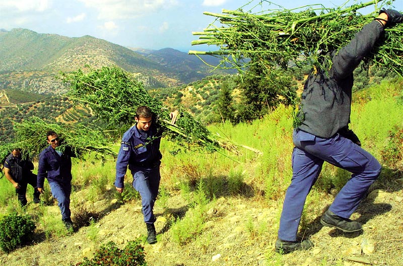 Καλλιεργητής χασίς στην Ακράτα