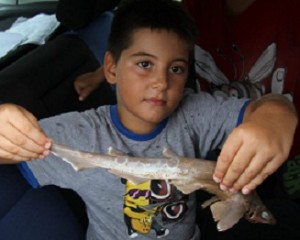 Ενας καρχαρίας στη γυάλα…