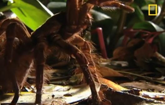 Η μικρή Τερέζα μεγάλωσε