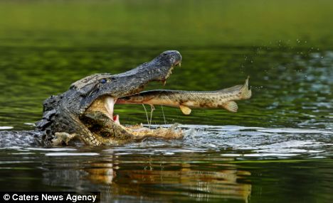 Στο στόμα του αλιγάτορα
