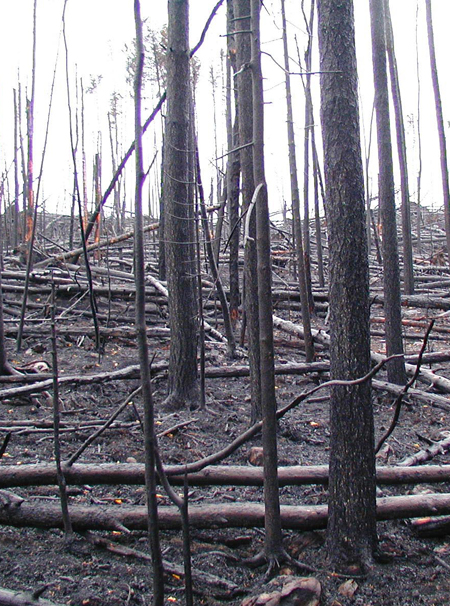 ‘Ερευνα για τα καμένα