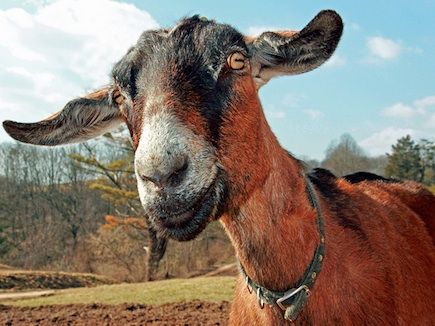 Με τη… γίδα στην πλάτη