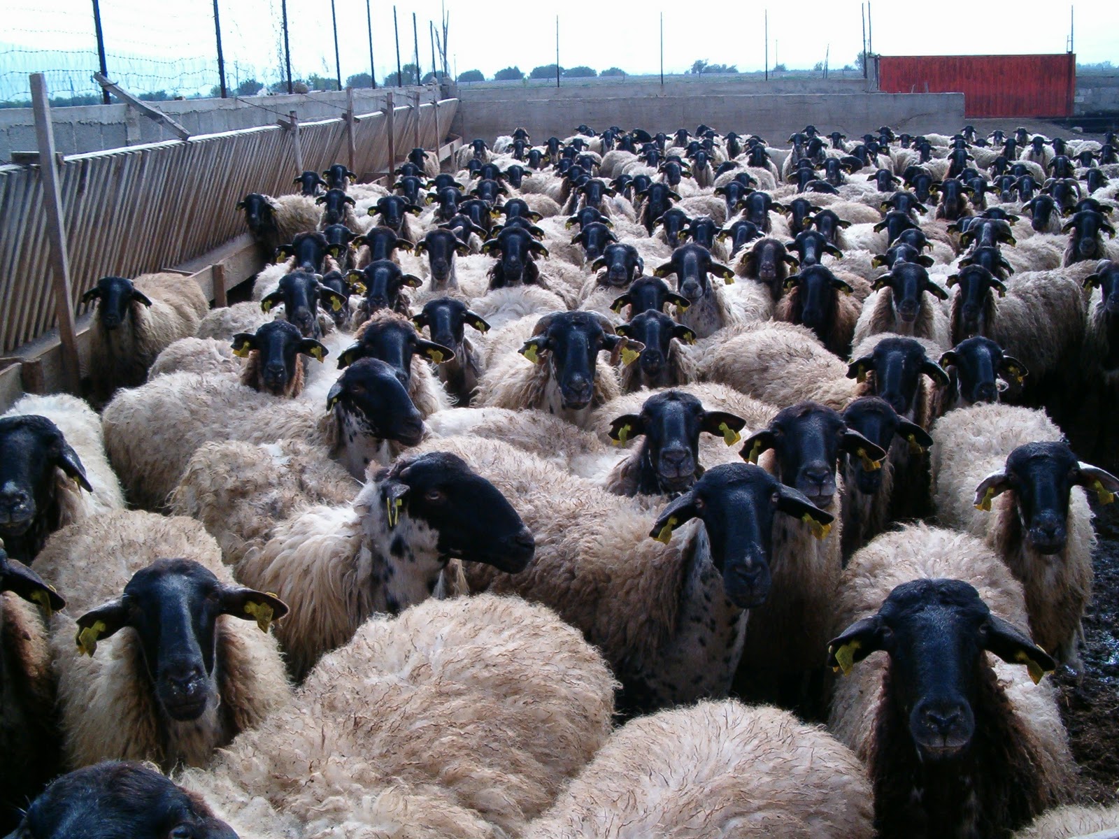 Κάηκαν αιγοπρόβατα