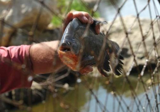 Ψάρεψε πιράνχας στον Έβρο