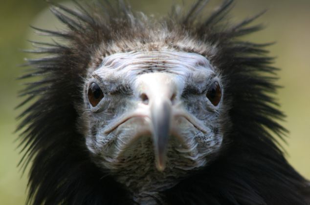 Τα ασχημόπαπα της φύσης