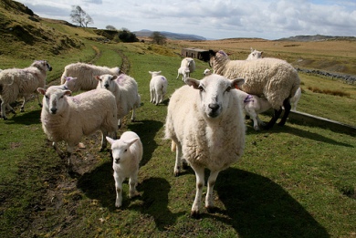 Θα στέλνουν τα πρόβατα sms;