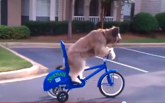 Ο σκύλος ποδηλάτης