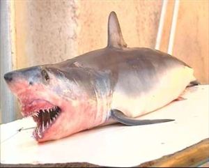 Ψάρεψε καρχαρία στην Κρήτη