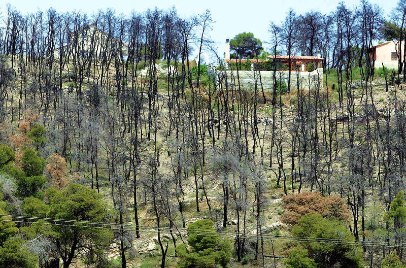 Αποζημιώσεις ΕΛΓΑ στη Χαλκιδική