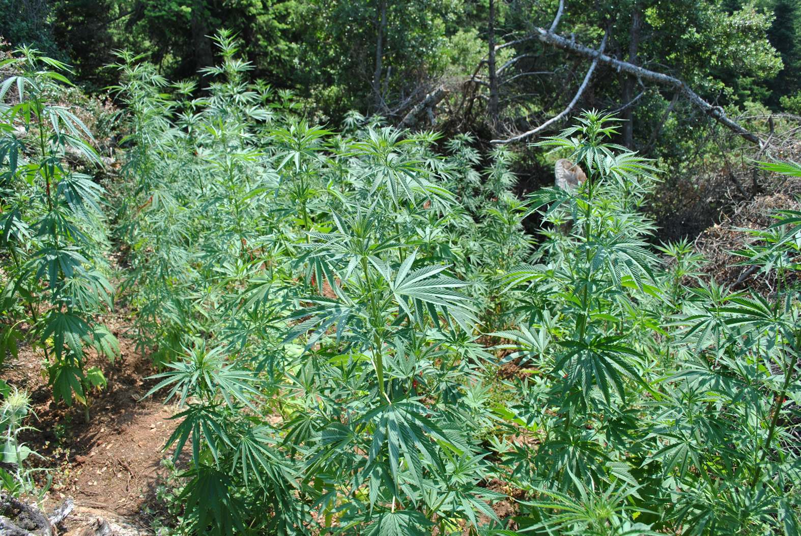 Χασίς…Τυρνάβου