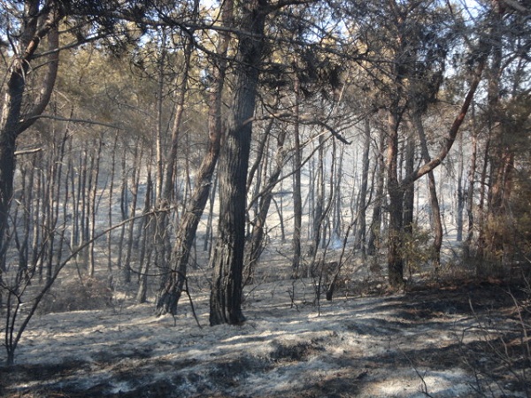 Μάχη με τις φλόγες στη Ρόδο