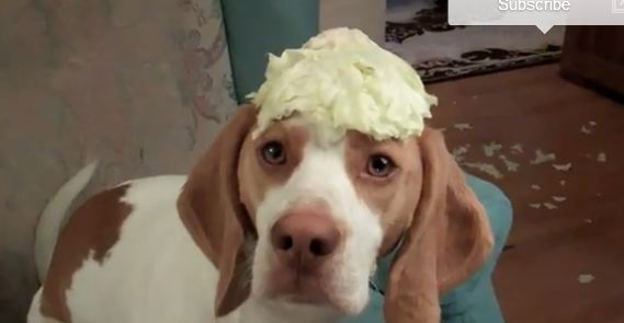 Όταν το κουτάβι…πείνασε