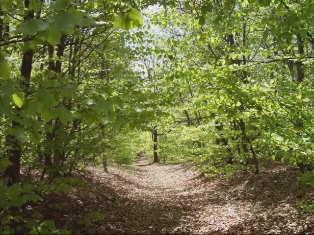 Το δάσος στα χέρια των πολιτών