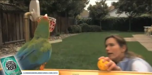 Και τι δεν κάνει ο παπαγάλος!