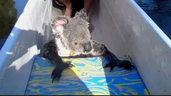 Το κοάλα το πήραμε μαζί;