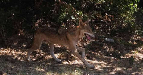 Έσωσαν τη ζωή ενός λύκου