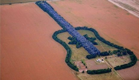 Δάσος σε σχήμα …κιθάρας