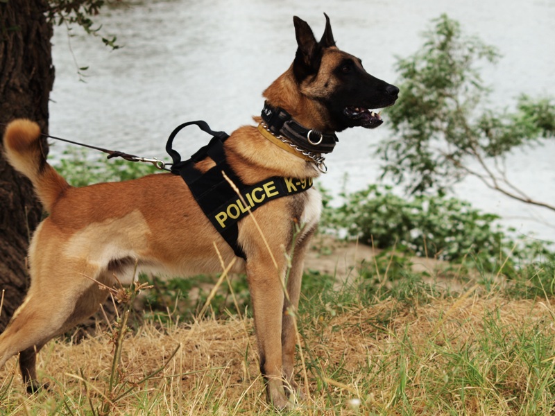 Σκύλος «μύρισε» την κάνναβη