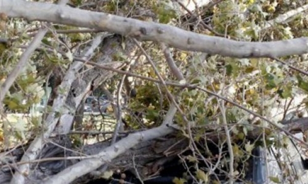 Δέντρο καταπλάκωσε ΙΧ