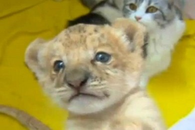 Μια ιδιαίτερη…γατούλα