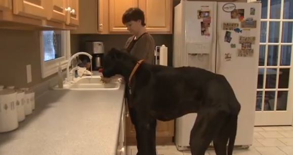 Ο ψηλότερος σκύλος του κόσμου