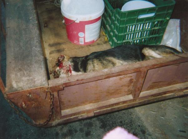 Σκότωσε σκυλί με καραμπίνα