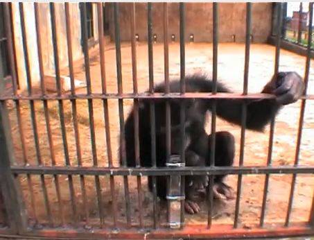 Χιμπατζής με μαθηματικό μυαλό