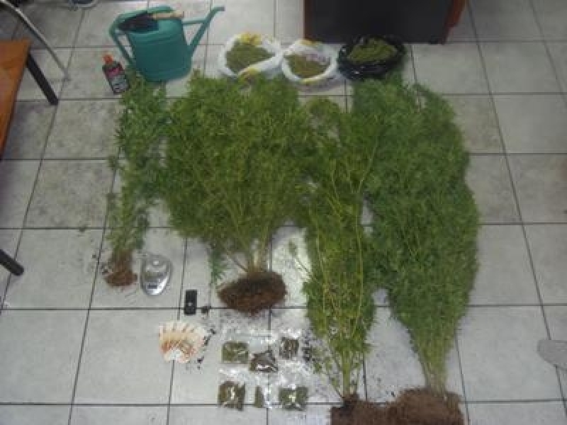 “Σπιτική” κάνναβη