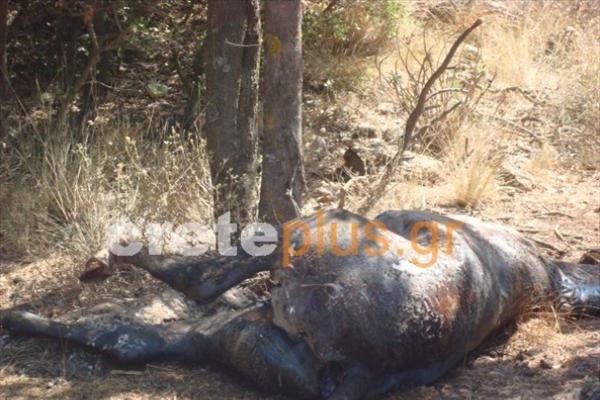 Βρέθηκαν σκοτωμένα άλογα