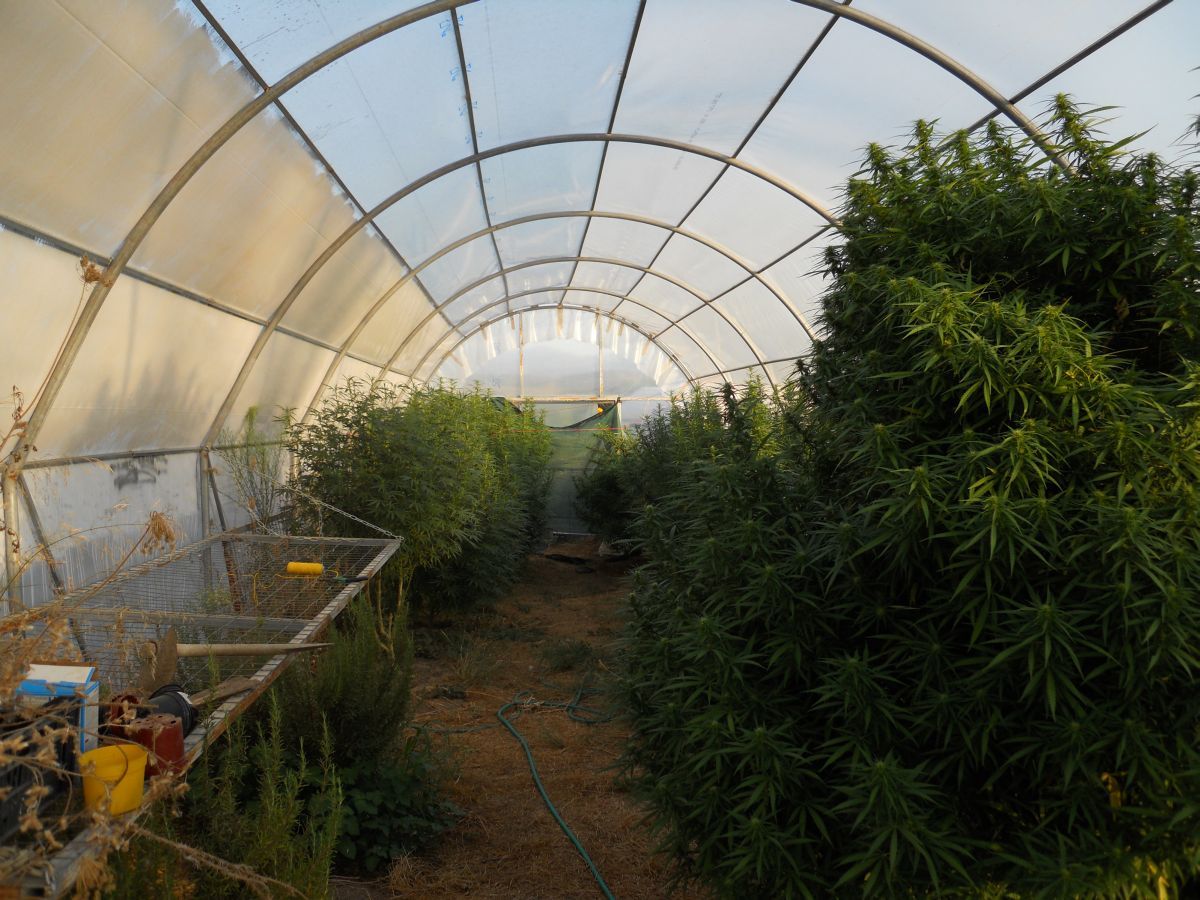 1.948 δενδρύλλια κάνναβης!