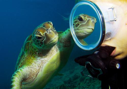 Υποβρύχια φιλία