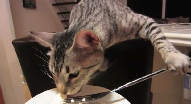 Η γάτα που τρώει με πιρούνι!