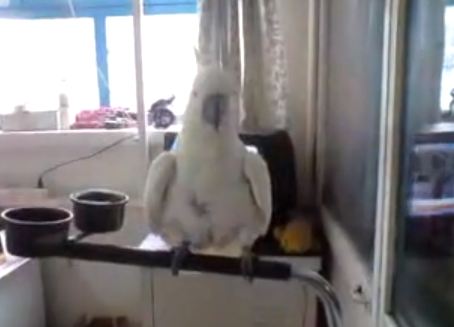 Ο παπαγάλος είναι γαύρος