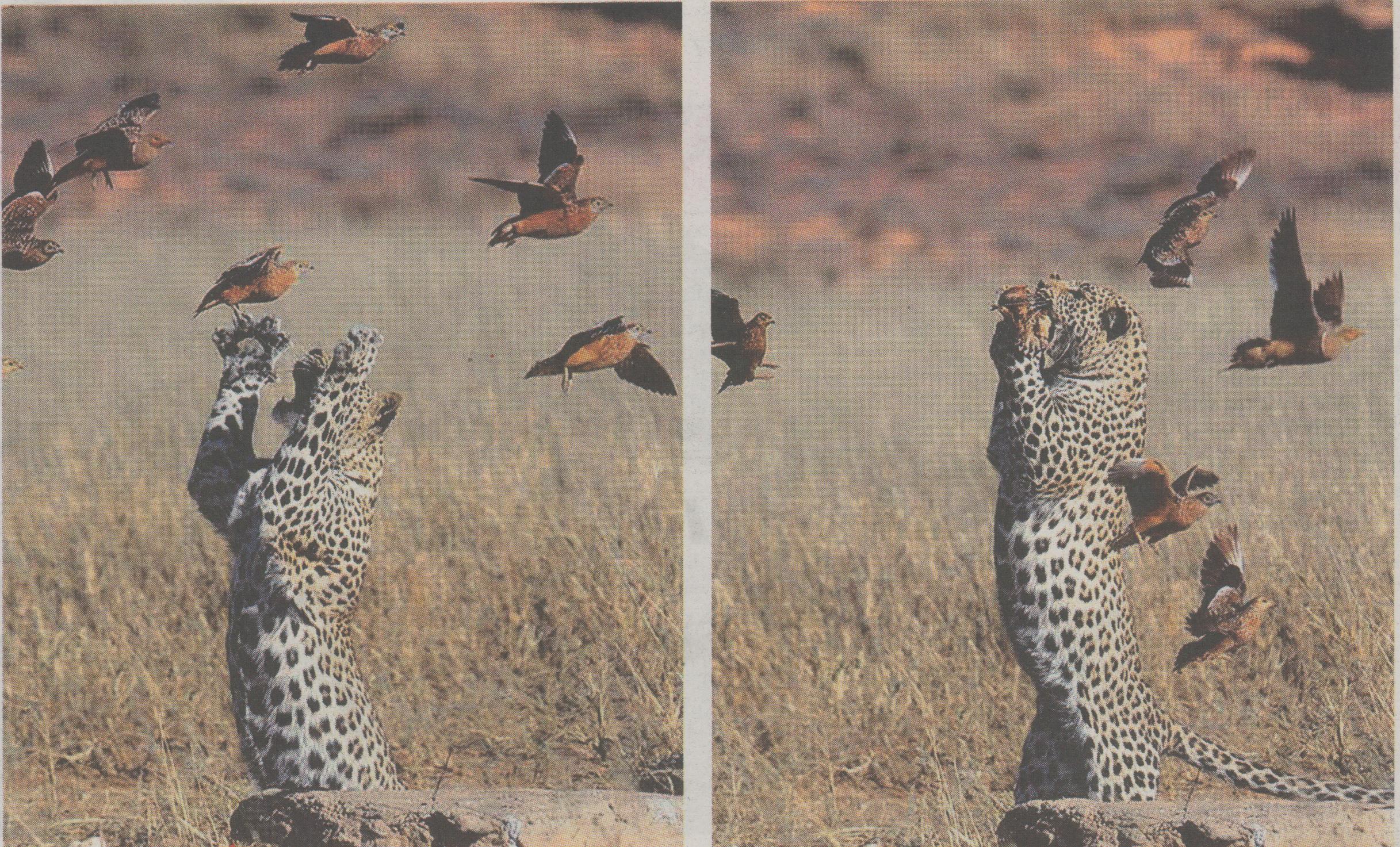 Πιάνει πρωινό στον αέρα