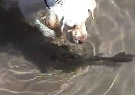 Σαν το σκύλο με το…ψάρι