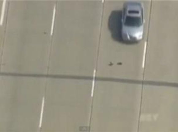 Παπιο-θρίλερ σε αυτοκινητόδρομο