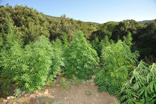 Καλλιεργούσαν 250 δενδρύλια χασίς