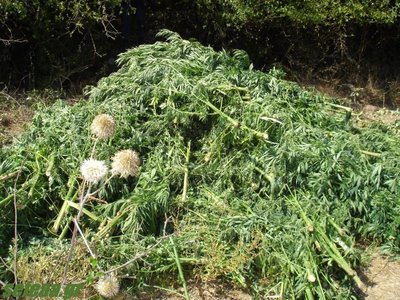 Πότιζαν το χασίς με κλεμμένο νερό