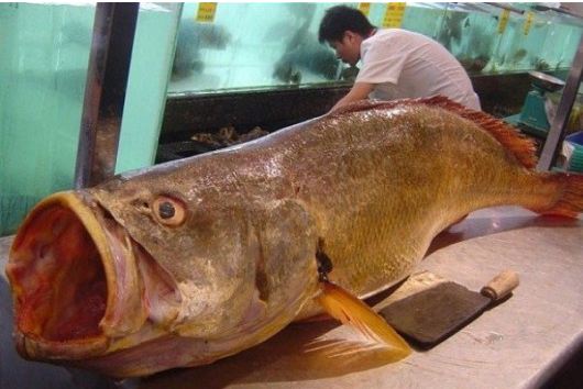 Έπιασε ψάρι αξίας 473,000$